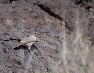 Rock Wren 4861